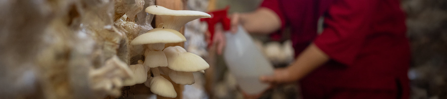 Mushroom
